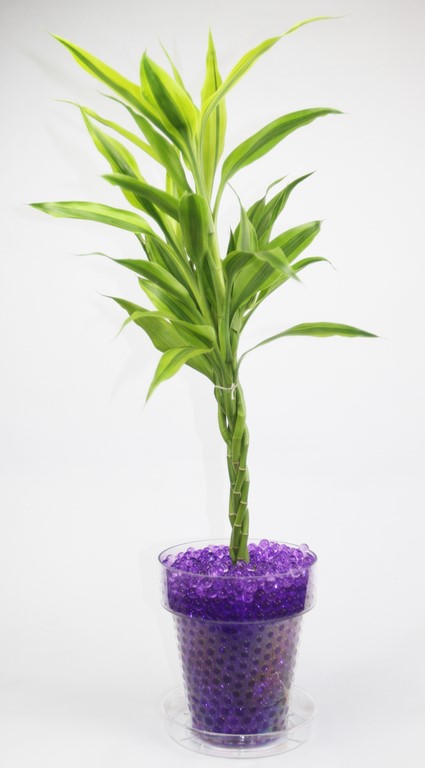 dracaena et perles d'eau violet