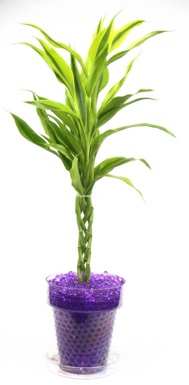 dracaena tressée et billes hydrogel violettes