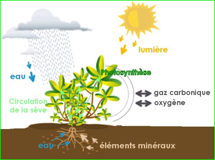 Hydratation des plantes