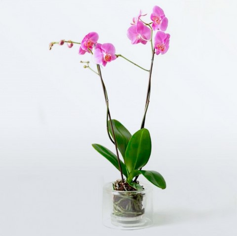 vase transparent avec récupératuer d'eau