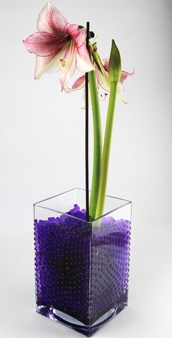 Amaryllis dans perles d'eau violette