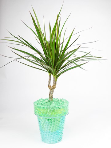 Dracaena et billes hydrogel