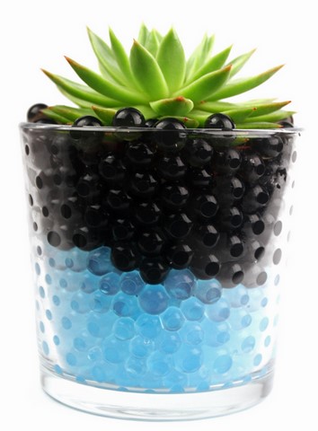 illustration cactus dans billes hydrogel noires