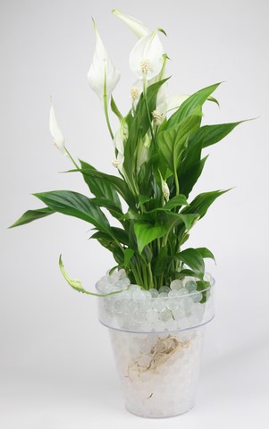 Spathiphyllum et billes hydrogel blanches