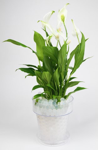 Spathiphyllum et perles d'eau blanches