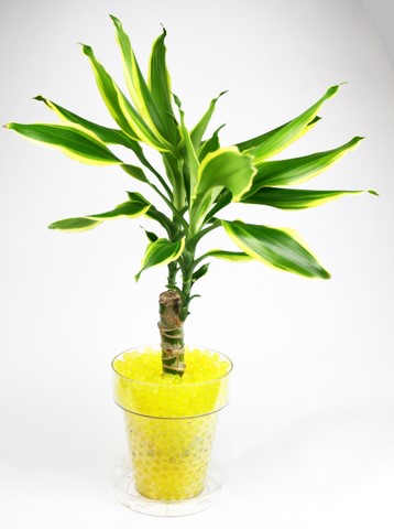 dracaena massangeana et billes hydrogel jaune