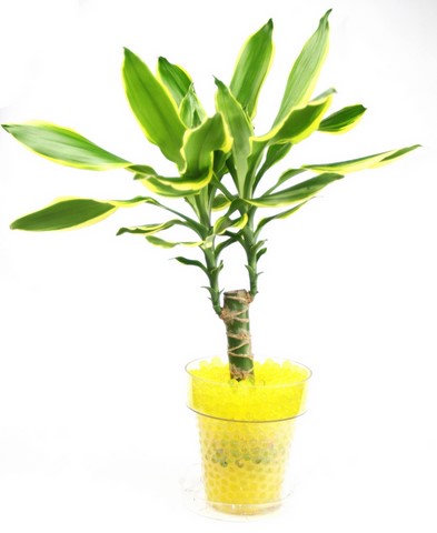 dracaena et perles d'eau jaune citron