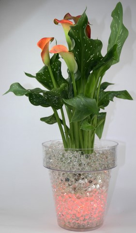 calla dans des billes hydrogel transparentes