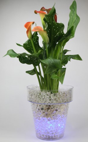 calla et billes hydrogel et led