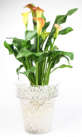 calla dans billes hydrogel translucides