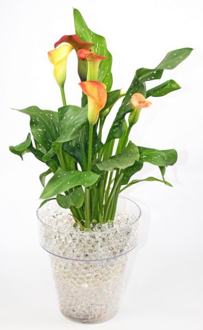 calla dans perles d'eau transparente