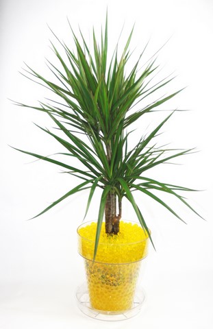 Dracaena Marginata dans hydroretenteur jaune