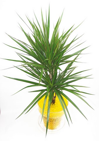 Dracaena Marginata billes hydrogel jaune dorée