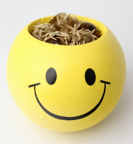 graine de gazon dans pot smiley