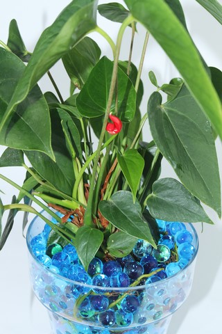 Anthurium qui refleuri !