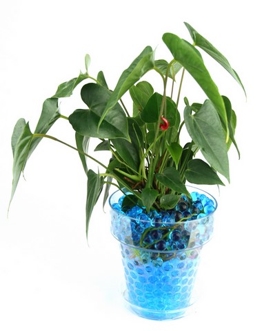 Anthurium dans billes hydrogel bleues