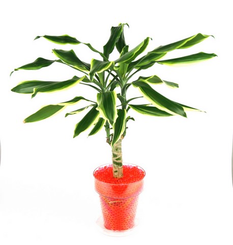 Dracaena dans un vase transparent et ses billes hydrogel rouge