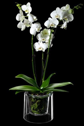 Vase à orchidées design et transparent 