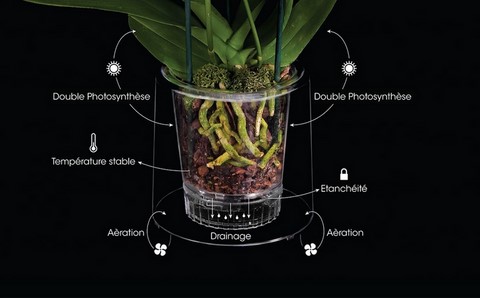 Vase transparent pour billes hydrogel